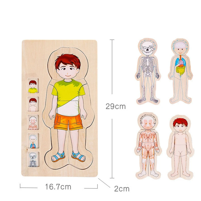 

Multi-Layer Wooden Human Puzzles Human Body Structure Toys Intellectual Wooden Educational Toys Children'S Early Education Edu