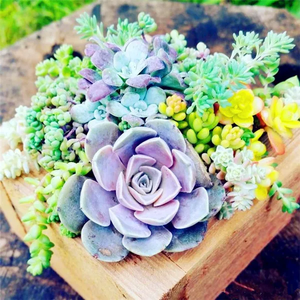 2000 pcs/ bag Exotic Mini Succulent Cactus Rare Succulent Perennial Herb Plants Bonsai Pot Flower Indoor for Garden Flore Pot 2000 pcs/ bag Exotic Mini Succulent Cactus Rare Succulent Perennial Herb Plants Bonsai Pot Flower Indoor for Garden Flore Pot