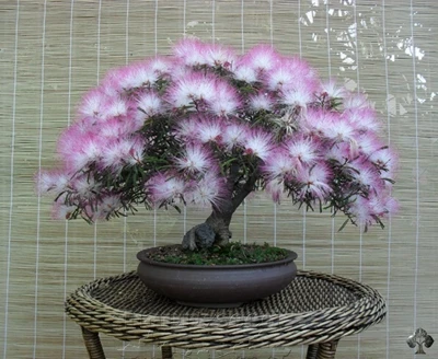 Albizia Julibrissin Tree Seeds Mimosa Persian Silk Tree Mini Potted Aromatic Bonsai Diy Home Garden Garden Diy Garden Tree Seedsbonsai Garden Aliexpress Albizia Julibrissin Tree Seeds Mimosa Persian Silk Tree Mini Potted Aromatic Bonsai Diy Home Garden Garden Diy Garden Tree Seedsbonsai Garden Aliexpress