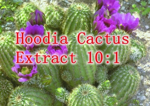 

Hotsale Nature Food Supplements Hoodia Cactus Extract 10:1 Caps 500mg x 500pcs Eating Food Supplement free shipping