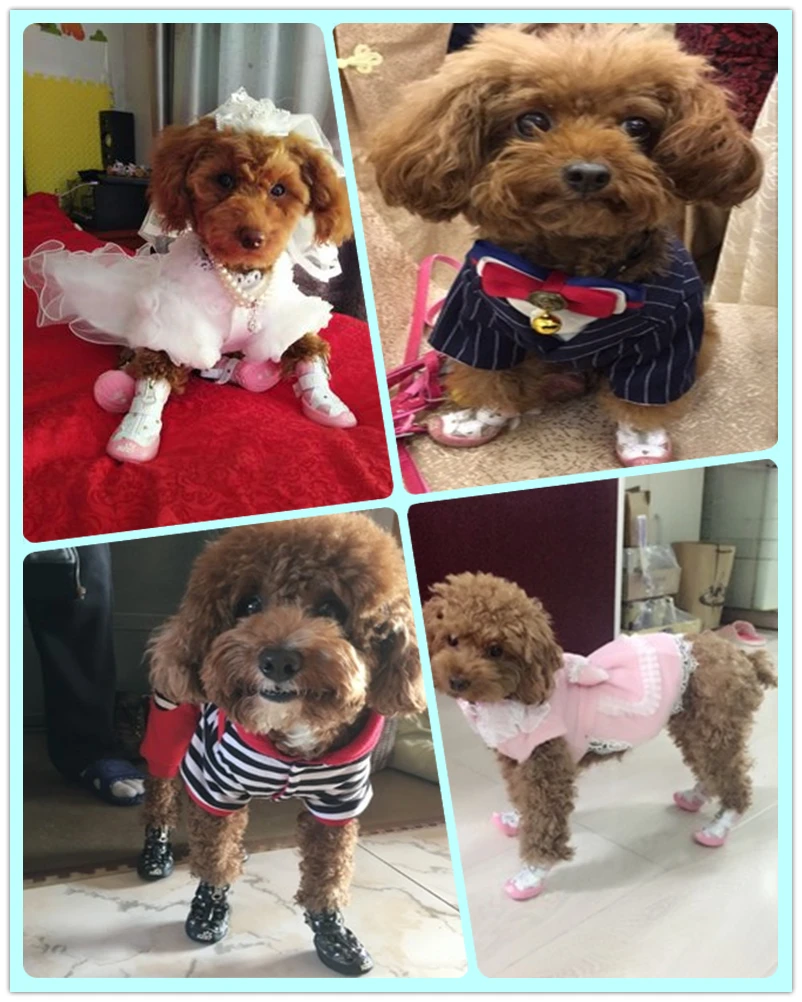 Dog Shoes (21)