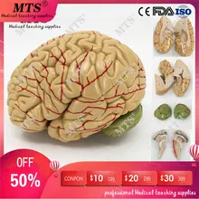 Brain anatomical model brainstem brain structure relationship anatomy teaching model medical teaching aid iso foot anatomy model anatomical foot model