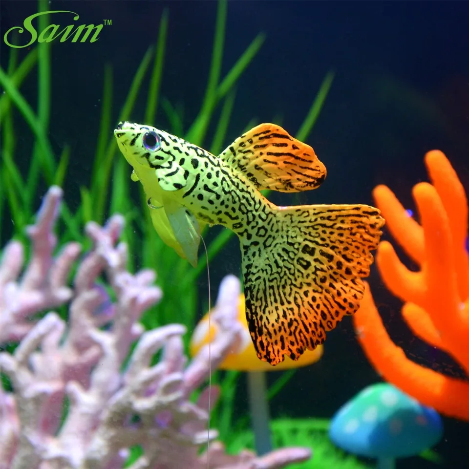 blue and orange freshwater fish