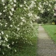 Path In A Park  Richmond  Virginia  USA Poster Print (18 x 7)
