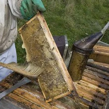 New Beekeeping Tools Wood Bee Sweep Brush Two Rows Horsetail Hair New Bee Brushes Beekeeping Equipment for Apiculture