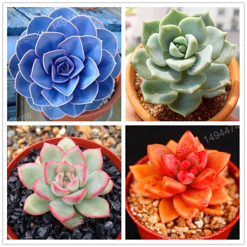 

200pcs/bag mixed color sucullent plant flores home decoration flower plantas Bonsai plants plante for home & garden