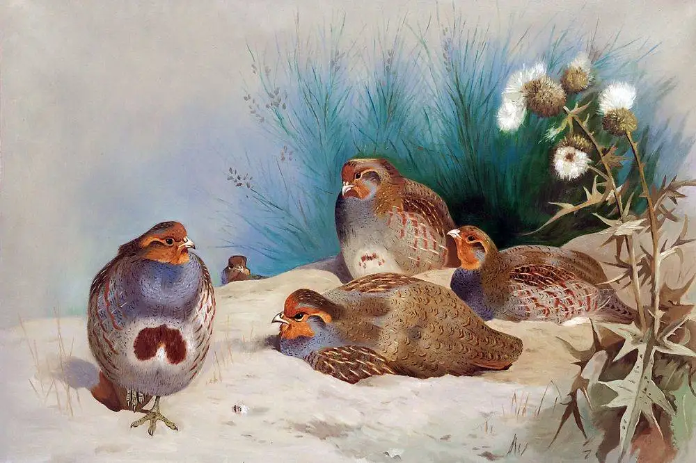 

Handpainted Canvas Animal Oil Painting Kitchen Wall Art English Partridge with Gorse and Thistles, 1915 by Archibald Thorburn