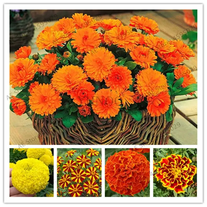 

African Marigold French Marigold Herbs Tagetes Erecta Flower Bonsai Tagetes For Home Garden Plant 200 PCS/bag