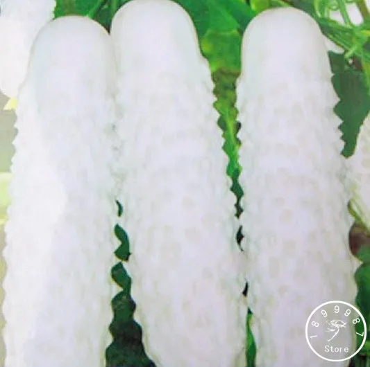 

Big Sale!50 Pcs/Lot White Cucumber plant Courtyard Garden Potted Bonsai Vegetable flores Cucumis plantas,#XIOHE2