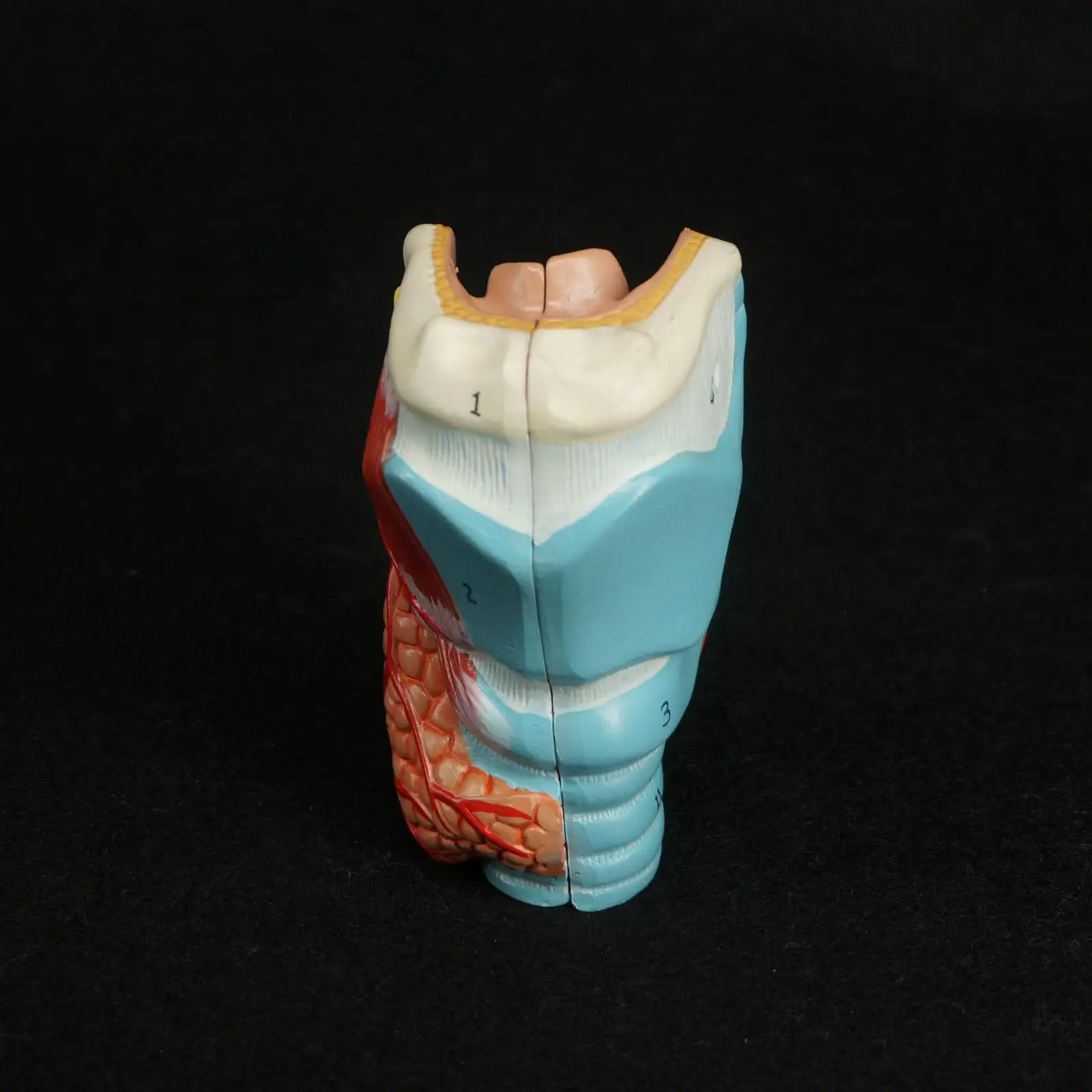 Human Throat Anatomy