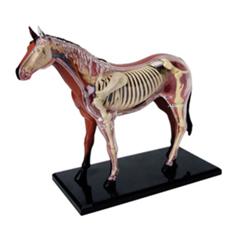 

4D XXRAY Horse Anatomy Of The Organ Medicine Teaching Model Original Fake BFF Plastic Action Figure Toy BOX 16CM Z1488