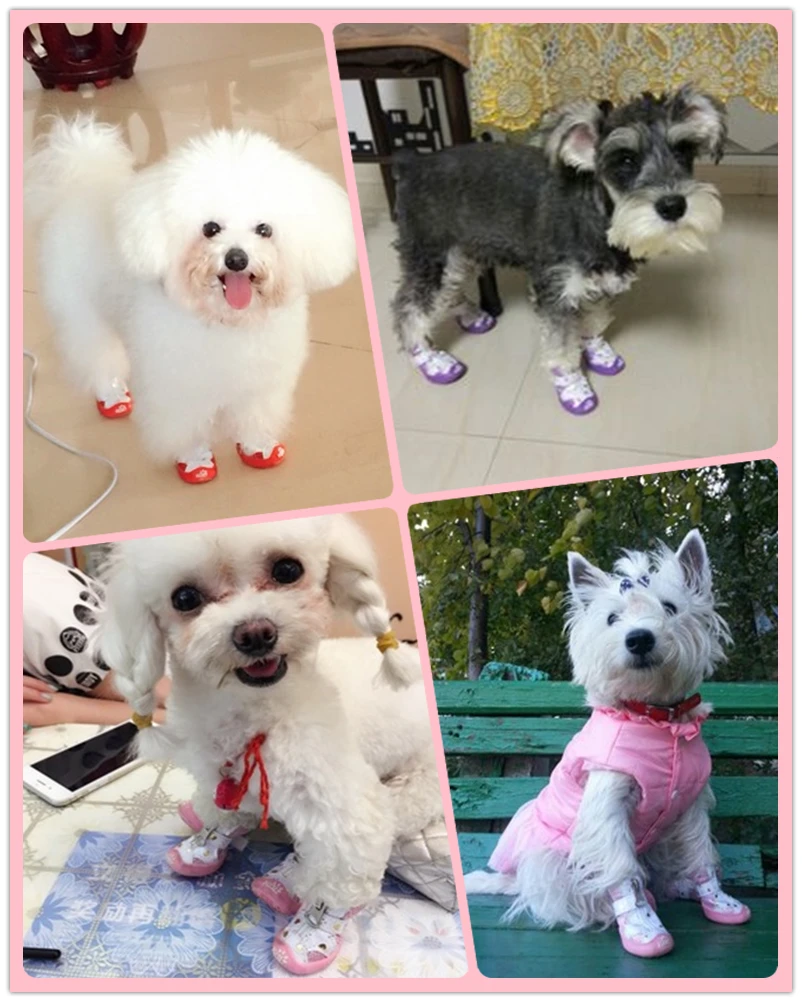 Dog Shoes (1)_