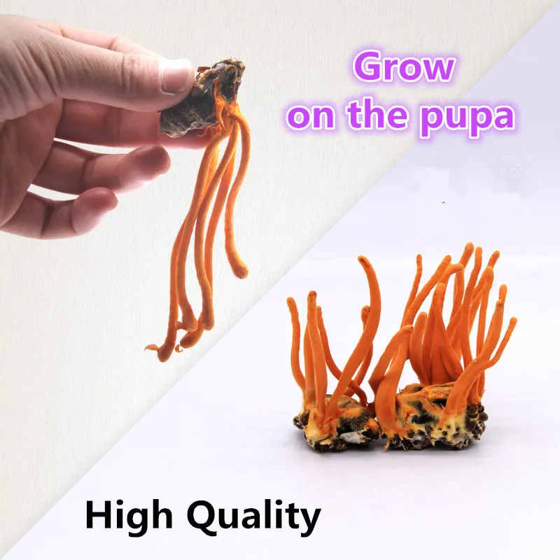 Top Grade Dry Cordyceps Mushroom,Original Cordyceps mycelium,Cordyceps Flower,High Quality& Natural with Free shipping