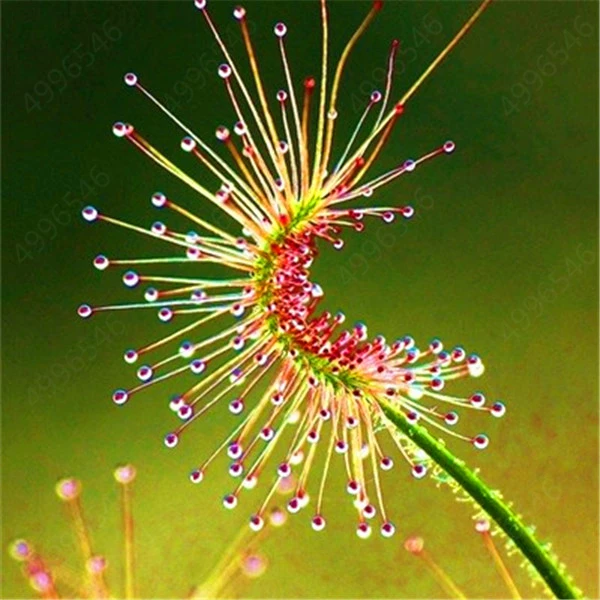 100/batch of insectivore flytrap bonsai sunscreen plant large rosewood fur garden plant planting radiation protection flycatcher