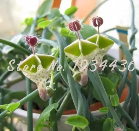 

100 Pcs Ceropegia Woodii Flowers Bonsai Parachute Ceropegia Haygarthii Var. Rare Home Garden Building for Flower Pot