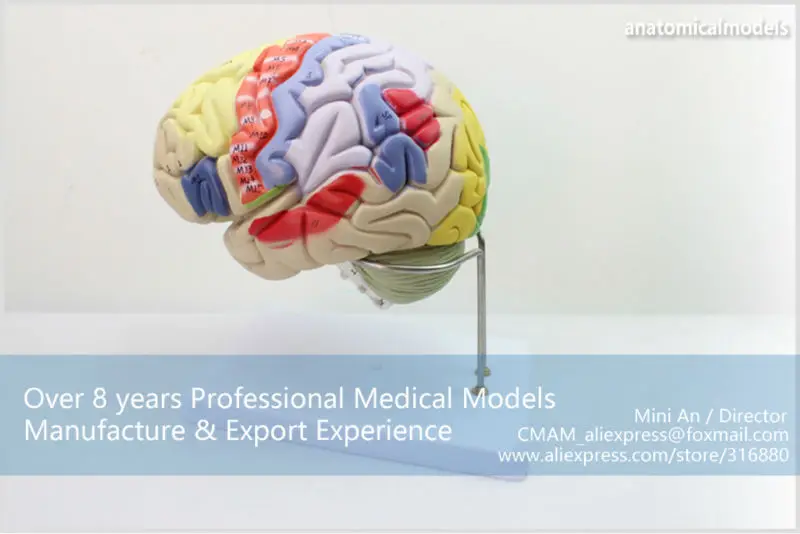 BRAIN08 CMAM MODEL Magnify Human Anatomical Brain Anatomy 8