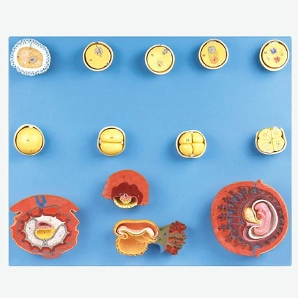 Омоложение человека и ранняя стадия модель эмбриона|embryo model|human embryoembryo human |