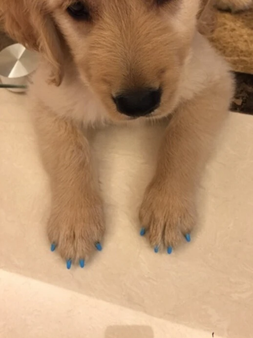 dog rubber nail covers