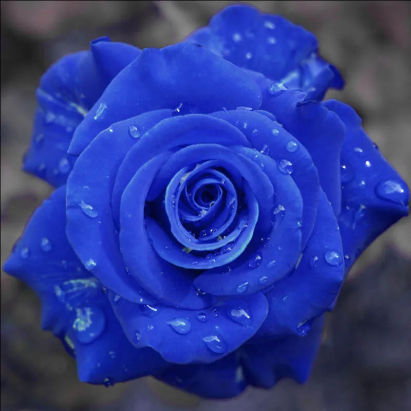 

1000 pcs Rare Holland Blue Rose Flower Bonsai Home Garden Exotic Flore Plant Rosa Flores for Home Garden Houseplant Planting
