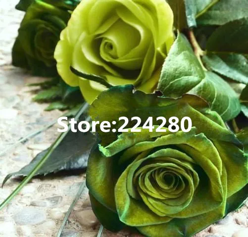 

Needlework,Cross stitch,18CT 16CT 14CT Unprinted Embroidery kits Art Two green roses flower Cross-Stitching,DIY Handmade decor