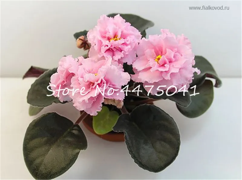 Hot! 100 Pcs Mix Color Available African Violet Bonsai For Viewing Flower Evening-Scented Stock Violet Perennial Herb Violets Hot! 100 Pcs Mix Color Available African Violet Bonsai For Viewing Flower Evening-Scented Stock Violet Perennial Herb Violets