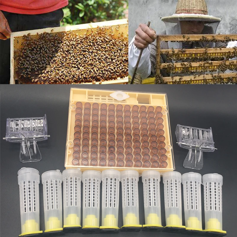 Пчеловодная королева Rearing Cupkit Box 110x коричневая клетка чашки системы Cupularve инструменты пчелиный Хранитель инструменты apculture поставщик