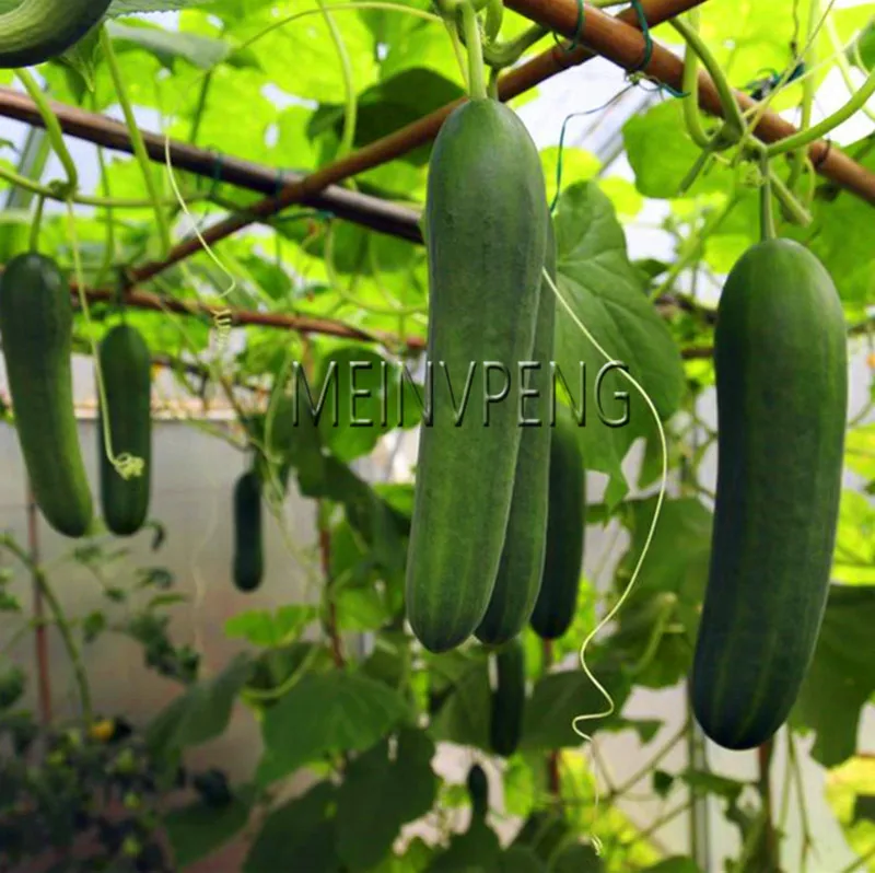 Лучшее предложение! Datura мини бонсай цветочное растение для домашнего сада посадки бругмансия Datura редкий цветок в горшках, 100 Флорес