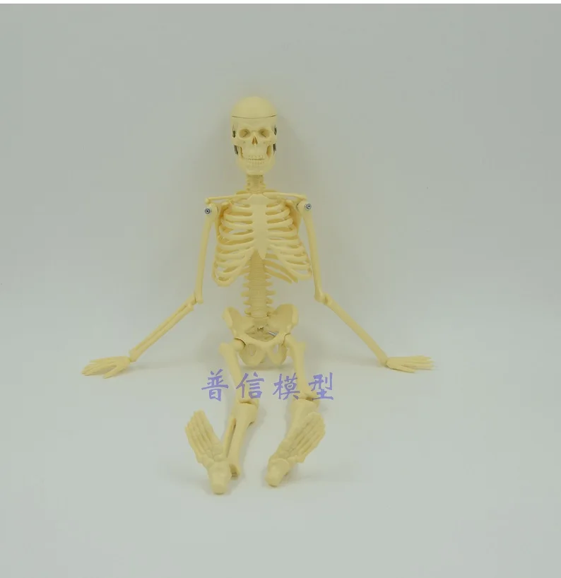 45cm small Skeleton model human Medical Science bone model
