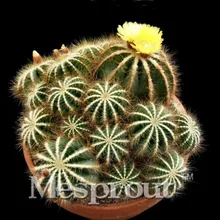 Notocactus magniftius шар для украшения бонсая кактус цветы 100 шт Редкие растения бонсай Листва волшебный сад и домашнее растение Semillas Flora