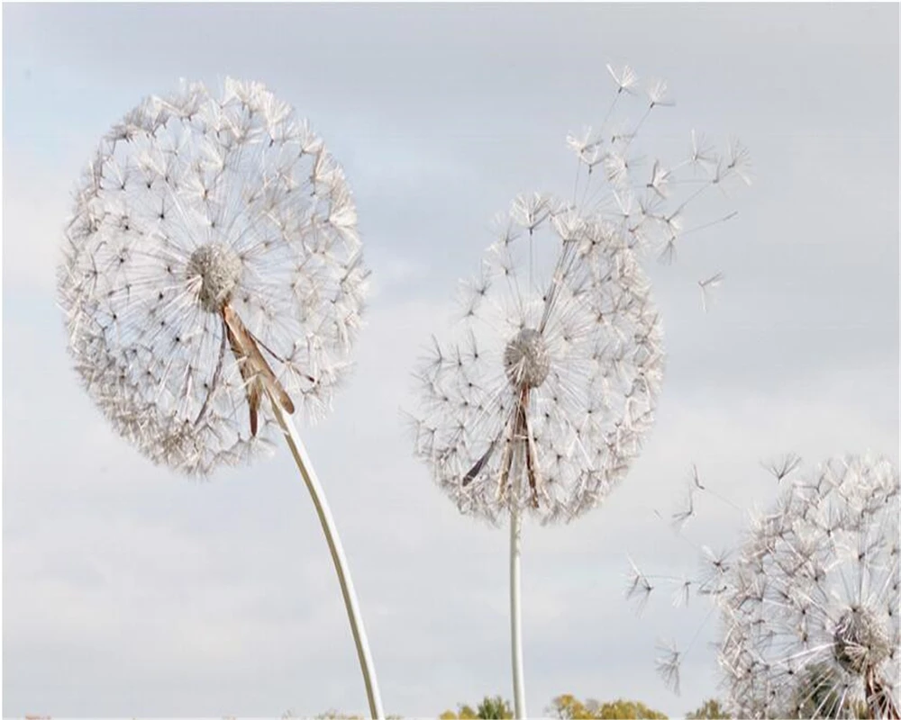 Download 200+ Wallpaper Dandelion Biru Download 200+ Wallpaper Dandelion Biru