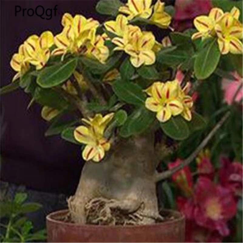 

3Pcs A Set Yellow petals red stripes Adenium obesum Plant