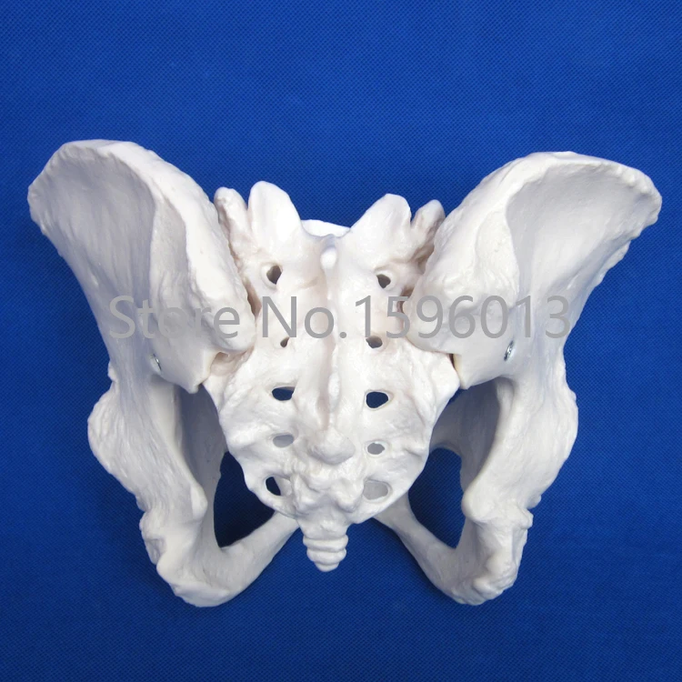 Популярная модель таза для взрослых женщин таза|pelvis|model lipstickpelvis skeleton |