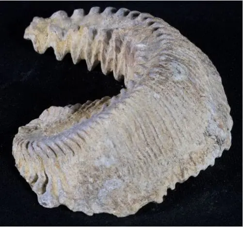 Oyster Fossil-Alectryon carinata-меловый-Мадагаскар-90 миллионов лет