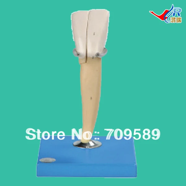 

Lower Incisor Model, Teeth Model