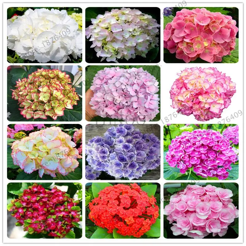 

10Pcs Hydrangea bonsai plants, indoor flowers, potted plants, all kinds of colors, easy to plant gardening decoration.