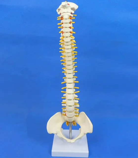 Menschlicher schädel anatomie skeleton anatomischen gum wirbelsäule knochen modell 45 cm spaß medische ausbildung huid esqueleto humano anatomia ... Menschlicher schädel anatomie skeleton anatomischen gum wirbelsäule knochen modell 45 cm spaß medische ausbildung huid esqueleto humano anatomia ...