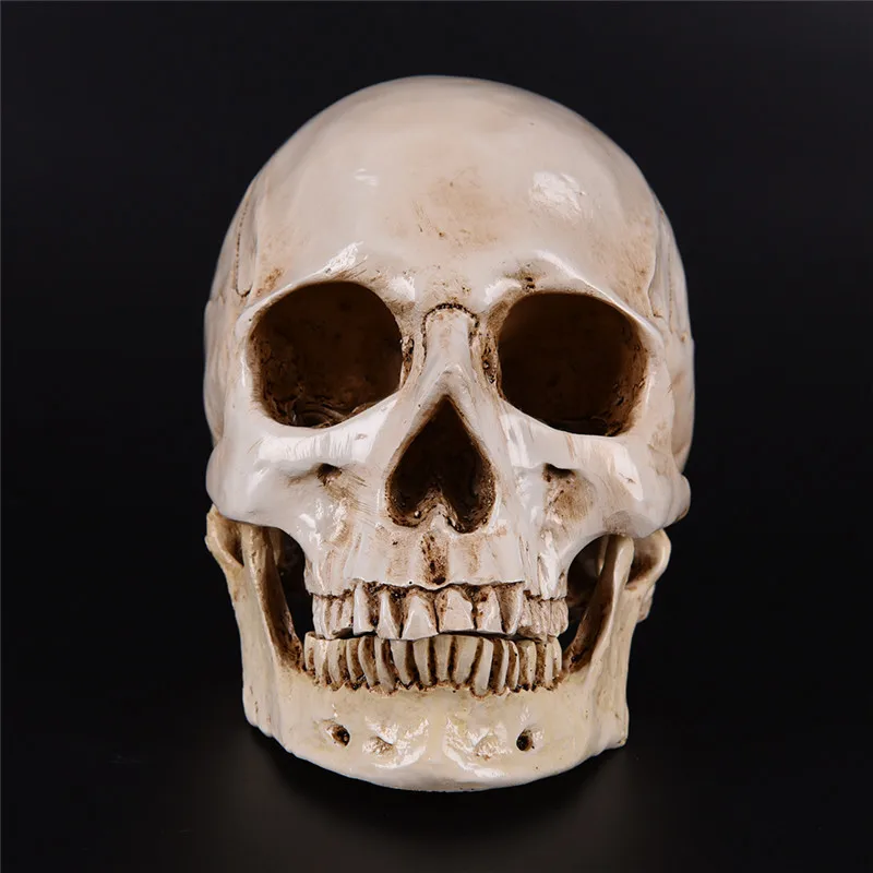 Смола человеческая голова Реплика медицинская модель Lifesize 1:1 Хэллоуин украшение дома высокое качество декоративное ремесло череп