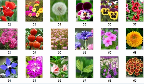 

Four Seasons flower bonsais garden bonsais easy to plant and easy to live potted landscape autumn sowing flower bonsai 10pcss