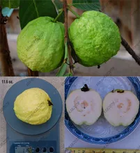 30 Pcs Large White Guava sweet fragrance fruit,Edible Fruit Bonsai Tree 30 Pcs Large White Guava sweet fragrance fruit,Edible Fruit Bonsai Tree