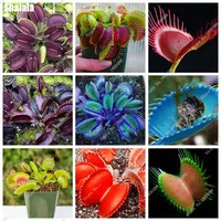 100-PCS-Pack-Indoor-Potted-Insectivorous-Plant-Seeds-Dionaea-Muscipula-Giant-Clip-Venus-Flytrap-Seeds-Carnivorous.jpg_200x200