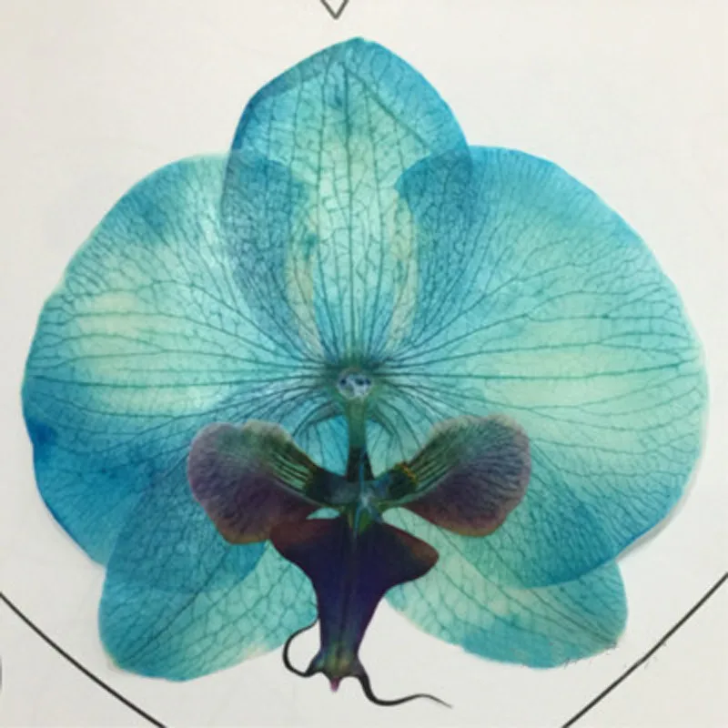 Unique Dried Pressed Flower Orchid For Christmas Decoration free
