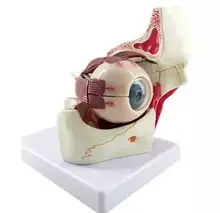 

Modelling lifelike Human eye model Anatomy of the eye Human eye teaching model