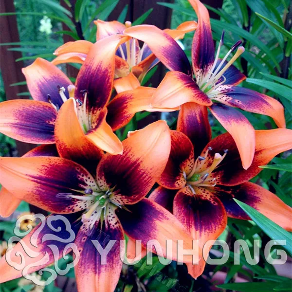 

HOT Sale True Lily bonsai 24 Colors,( lily plant ),Flower Lilium plant,Faint Scent,Bonsai Pot Plant For Home gGarden -50PCS