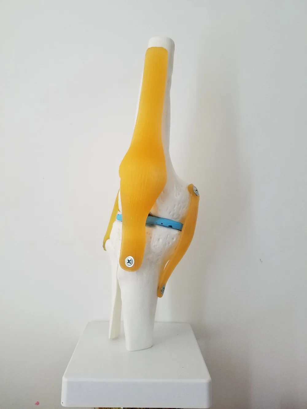 

Medical Life Size Human Body Anatomical Knee Joint Ligament Model Bendable Model
