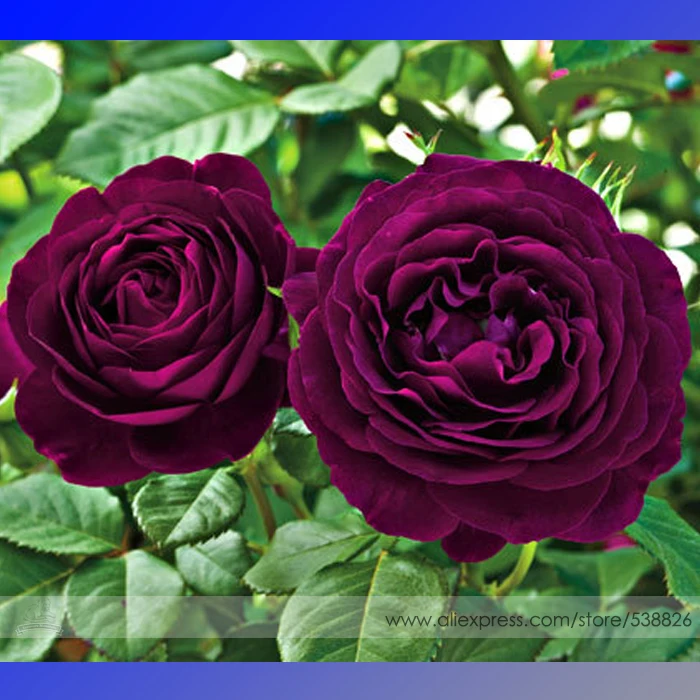 Heirloom Fresh Exotic Purple Rose Bush Flower Seeds, Professional Pack