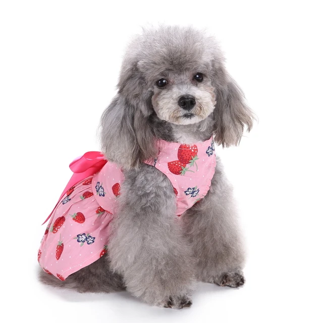 dog in dress dog in dress
