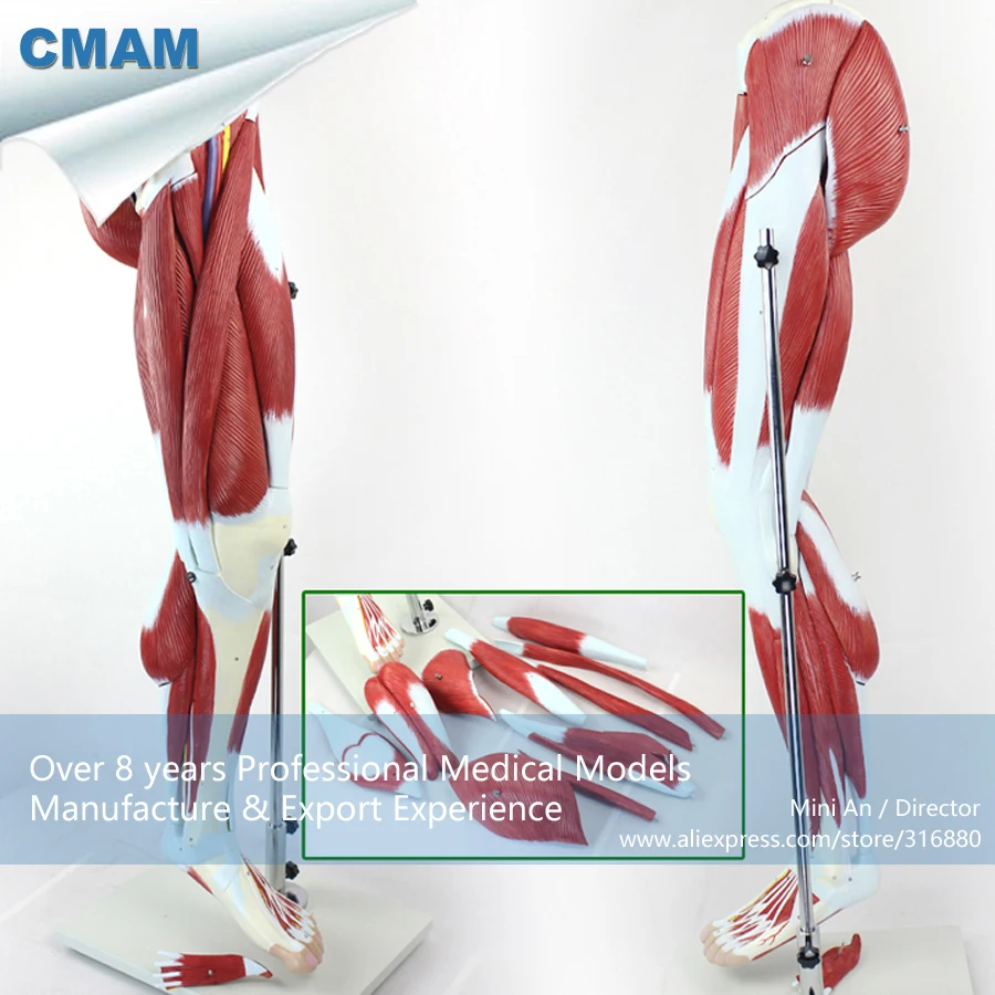12026 CMAM-MUSCLE04 13 Parts Muscles of Leg with Main Vessels and Nerves (Anatomical Model) 12026 CMAM-MUSCLE04 13 Parts Muscles of Leg with Main Vessels and Nerves (Anatomical Model)