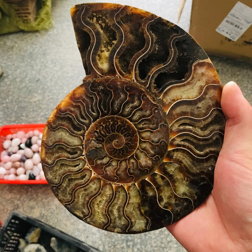 

600g madagascar fossils iridescent ammonite natural stones and minerals specimen