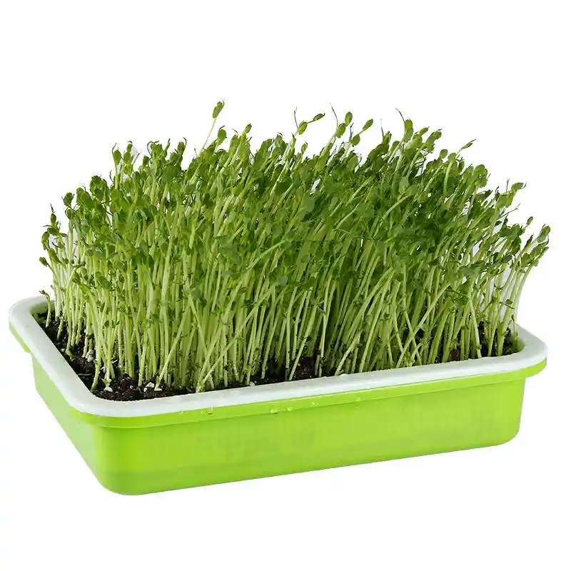 Plastic Plant Seedling Tray Sprout Plate Hydroponics System To