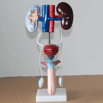 

Male urinary system model male genital urological bladder kidney model